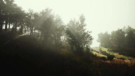 A quiet forest path with soft sunlight
